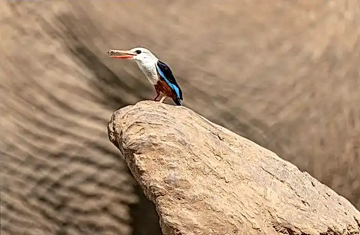 1xSlots online 162e6a